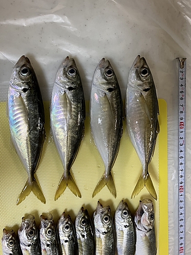 アジの釣果