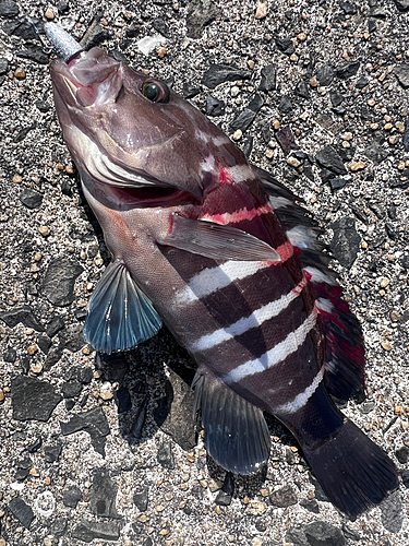 マハタモドキの釣果