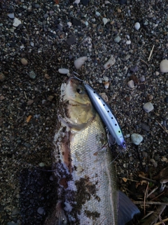 ウグイの釣果