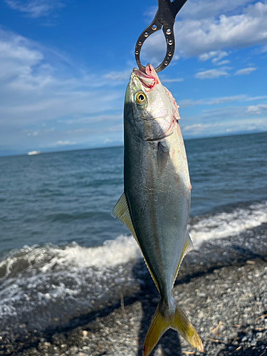 ワカシの釣果