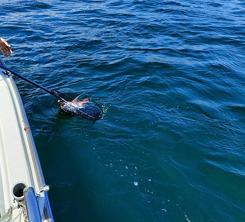 マダイの釣果