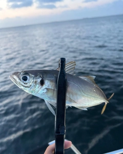 マアジの釣果