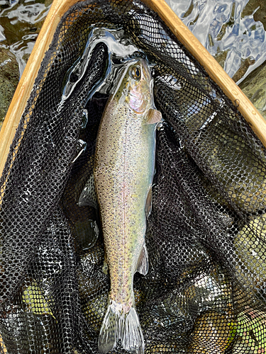 ニジマスの釣果