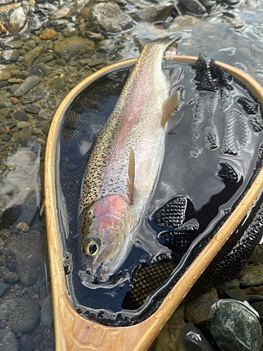 ニジマスの釣果