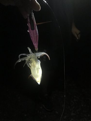 ジンドウイカの釣果