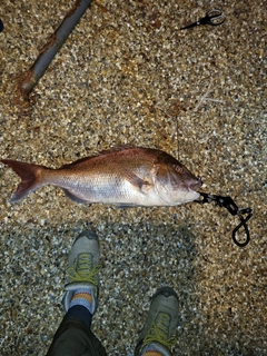 タイの釣果