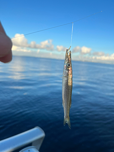 カマスの釣果