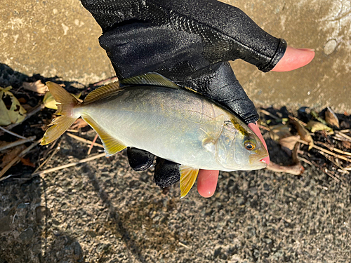 ショゴの釣果