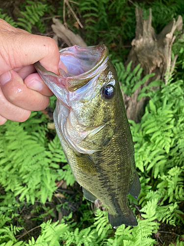 ラージマウスバスの釣果