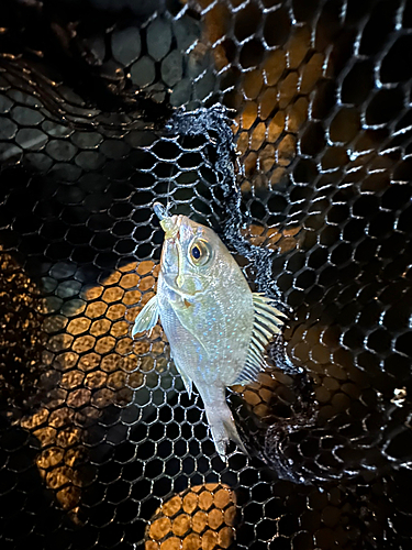 タイの釣果