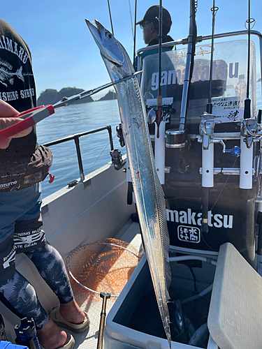 タチウオの釣果