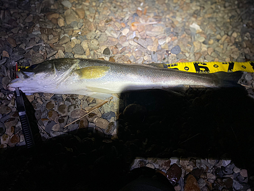 シーバスの釣果