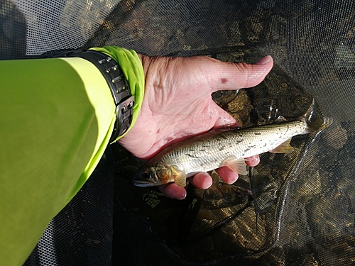 アユの釣果