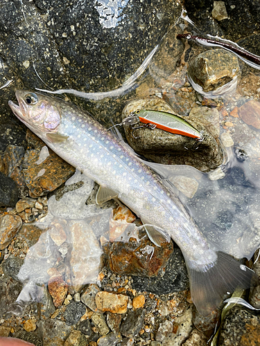 イワナの釣果