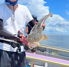 マゴチの釣果