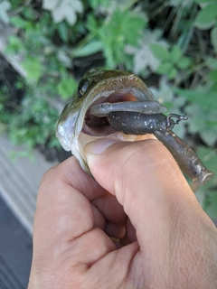 ラージマウスバスの釣果