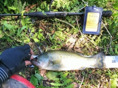 ブラックバスの釣果