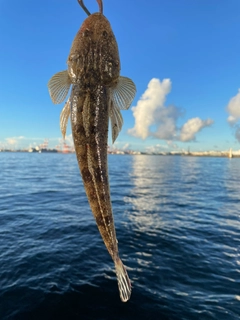 マゴチの釣果