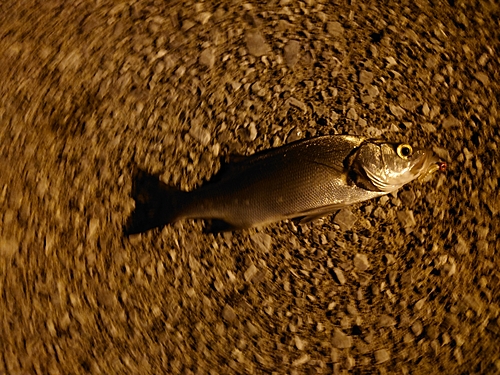 セイゴ（マルスズキ）の釣果