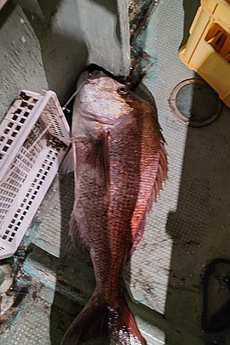 タイの釣果