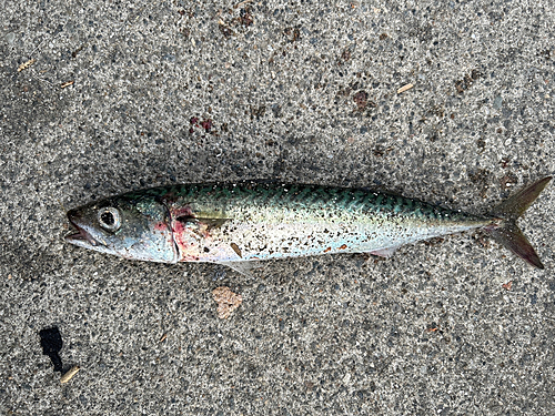 サバの釣果