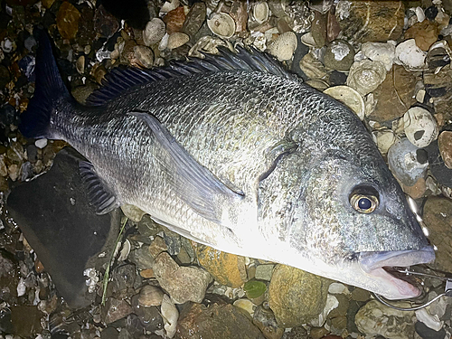 クロダイの釣果