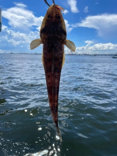 マゴチの釣果