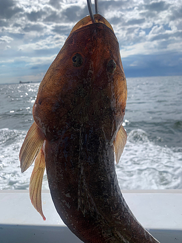 マゴチの釣果