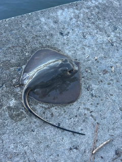 エイの釣果