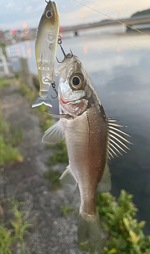 セイゴ（マルスズキ）の釣果