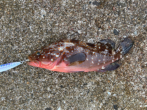 キジハタの釣果