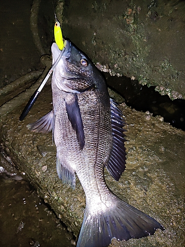 チヌの釣果