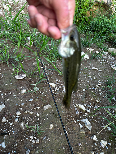 ブラックバスの釣果