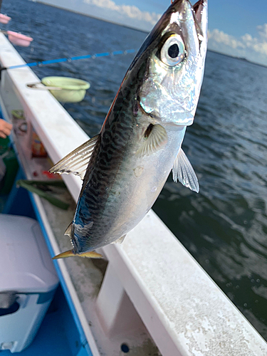 サバの釣果