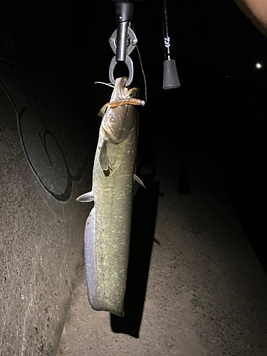 ナマズの釣果