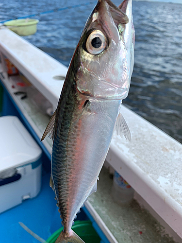 サバの釣果