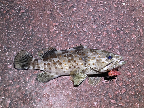 チャイロマルハタの釣果