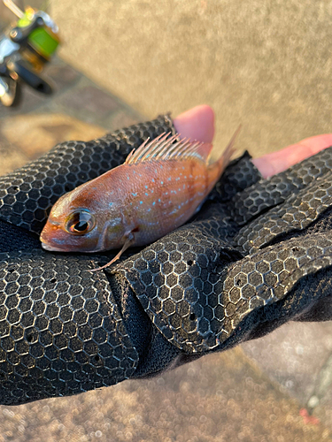 チャリコの釣果