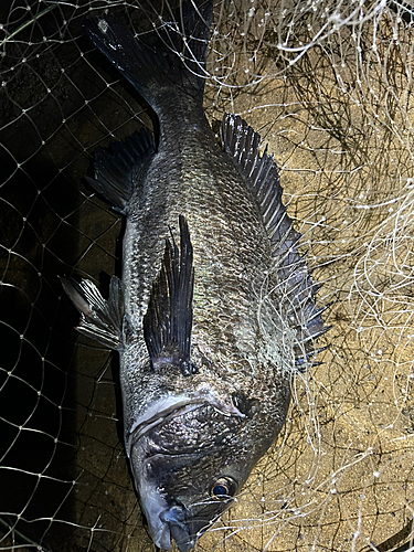 クロダイの釣果