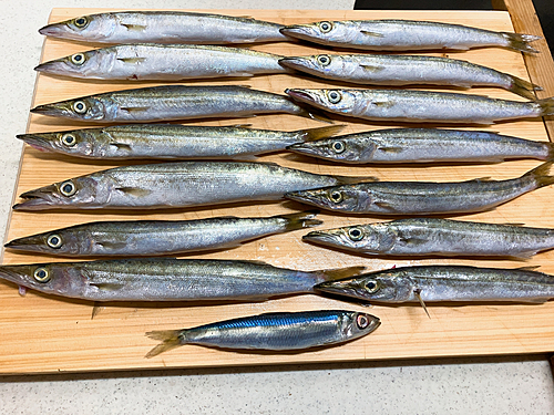 カマスの釣果