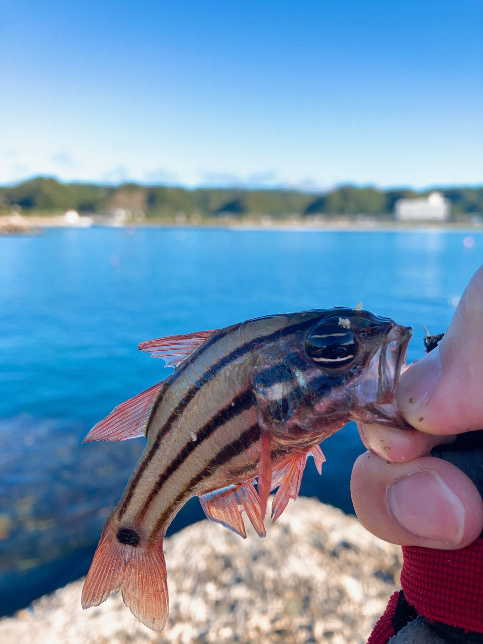 カマス