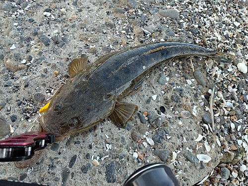 マゴチの釣果