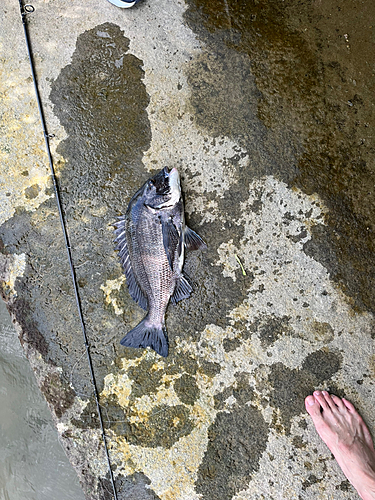 チヌの釣果