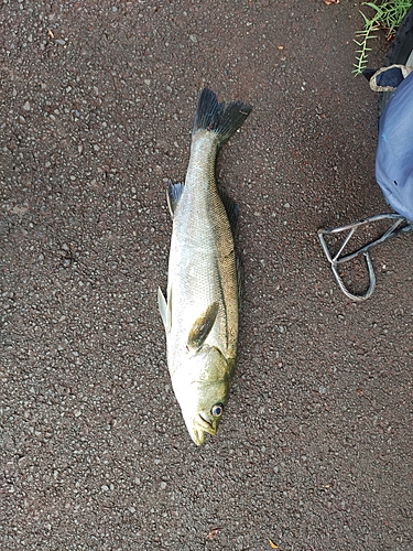 スズキの釣果