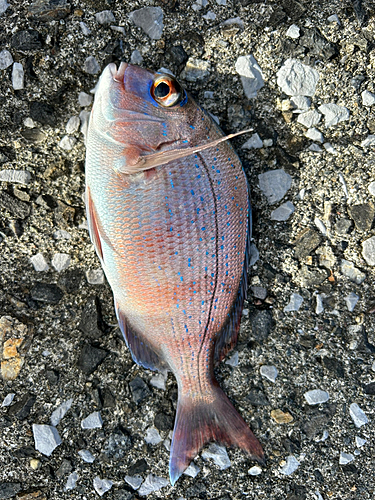 マダイの釣果