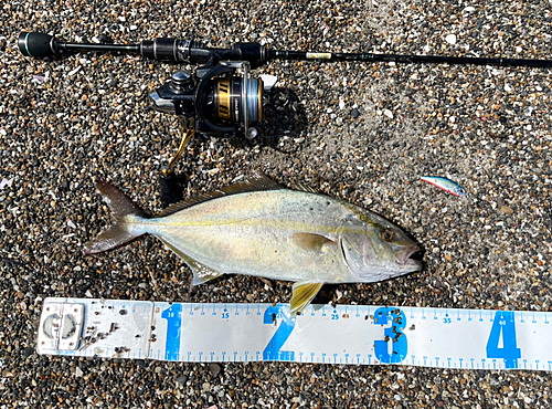 ショゴの釣果