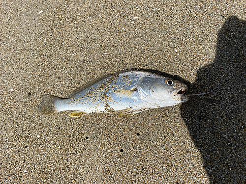 ニベの釣果