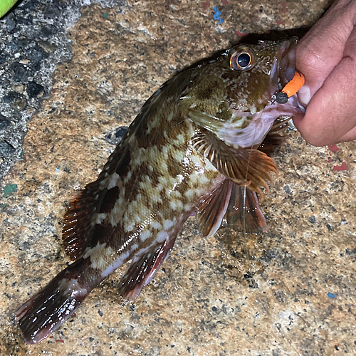 カサゴの釣果