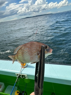 マダイの釣果