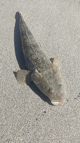 マゴチの釣果